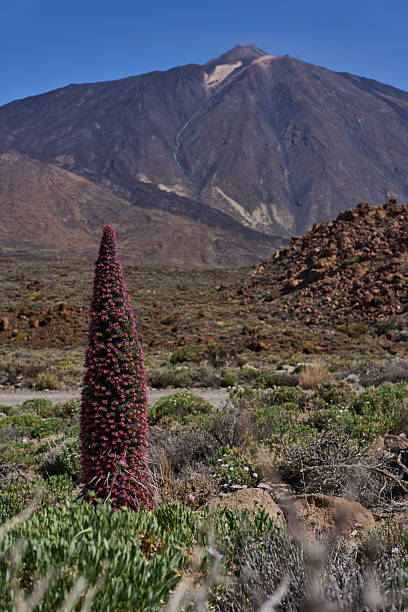 Blooming red tajinaste (Echium wildpretii) standing tall on a trail with Mount Teide rising in the background