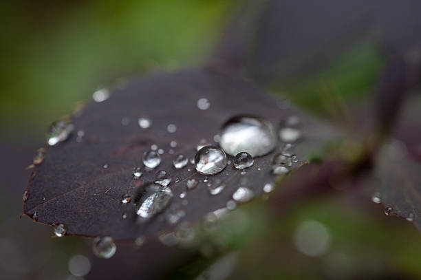 Close-up of a dark leaf with water droplets resting on its surface, showcasing the water's reflection and texture, captured in soft natural light.
