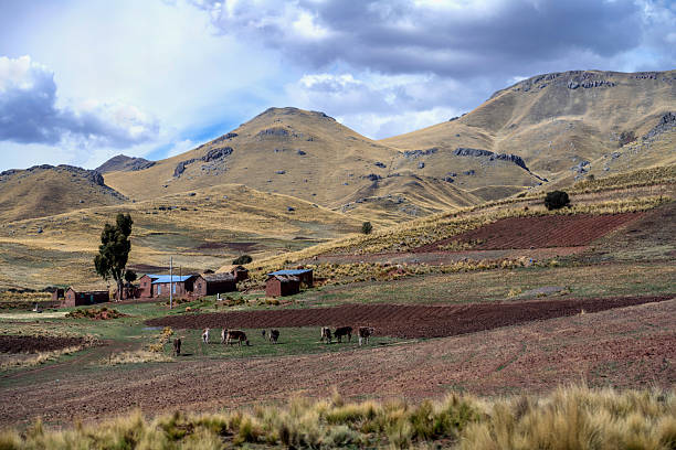 Juliaca, Peru, November 16, 2021: A herd of cows graze in the Peruvian Andes.