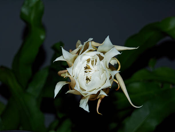 Faded flower of night-blooming Cereus (Queen of the Night). 08/03/2025