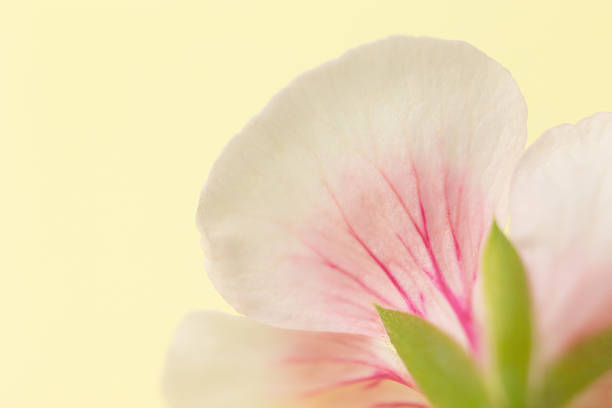 White geranium flower on a vase 화분에 핀 꽃대 하나의 흰색 제라늄 꽃