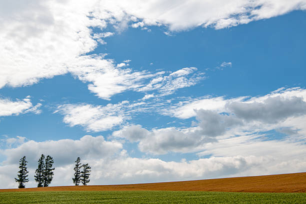 A scenic view of lush green wheat fields with a row of tall lonely trees standing against a vibrant blue sky in Biei, Hokkaido, Japan. The gentle summer breeze sways the crops under scattered clouds, creating a tranquil and picturesque rural landscape. Ideal for concepts of nature, agriculture, countryside, and seasonal beauty.