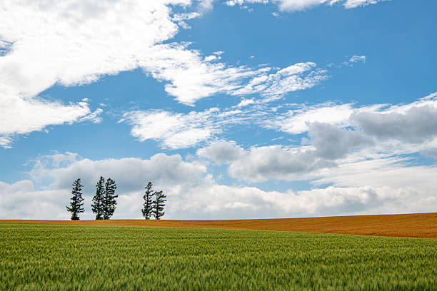 A scenic view of lush green wheat fields with a row of tall lonely trees standing against a vibrant blue sky in Biei, Hokkaido, Japan. The gentle summer breeze sways the crops under scattered clouds, creating a tranquil and picturesque rural landscape. Ideal for concepts of nature, agriculture, countryside, and seasonal beauty.