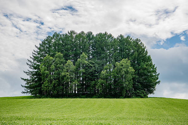 A scenic view of lush green wheat fields with a row of tall lonely trees standing against a vibrant blue sky in Biei, Hokkaido, Japan. The gentle summer breeze sways the crops under scattered clouds, creating a tranquil and picturesque rural landscape. Ideal for concepts of nature, agriculture, countryside, and seasonal beauty.