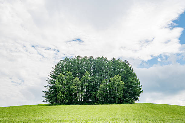 A scenic view of lush green wheat fields with a row of tall lonely trees standing against a vibrant blue sky in Biei, Hokkaido, Japan. The gentle summer breeze sways the crops under scattered clouds, creating a tranquil and picturesque rural landscape. Ideal for concepts of nature, agriculture, countryside, and seasonal beauty.