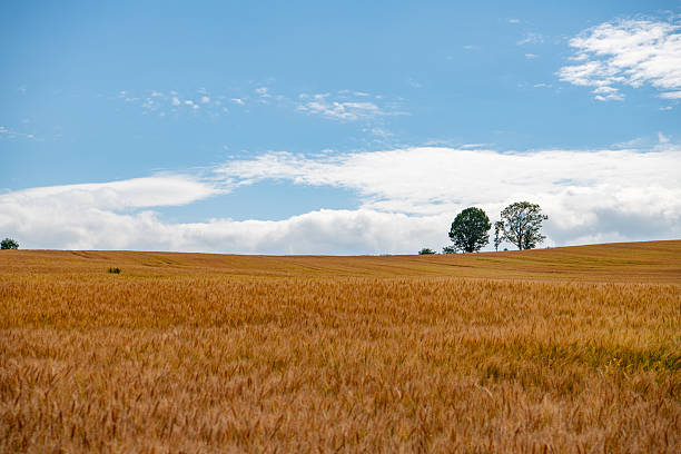 A scenic view of lush green wheat fields with a row of tall lonely trees standing against a vibrant blue sky in Biei, Hokkaido, Japan. The gentle summer breeze sways the crops under scattered clouds, creating a tranquil and picturesque rural landscape. Ideal for concepts of nature, agriculture, countryside, and seasonal beauty.