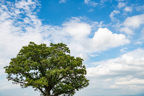 A scenic view of lush green wheat fields with a row of tall lonely trees standing against a vibrant blue sky in Biei, Hokkaido, Japan. The gentle summer breeze sways the crops under scattered clouds, creating a tranquil and picturesque rural landscape. Ideal for concepts of nature, agriculture, countryside, and seasonal beauty.
