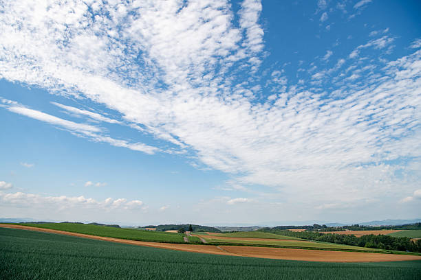 A scenic view of lush green wheat fields with a row of tall lonely trees standing against a vibrant blue sky in Biei, Hokkaido, Japan. The gentle summer breeze sways the crops under scattered clouds, creating a tranquil and picturesque rural landscape. Ideal for concepts of nature, agriculture, countryside, and seasonal beauty.