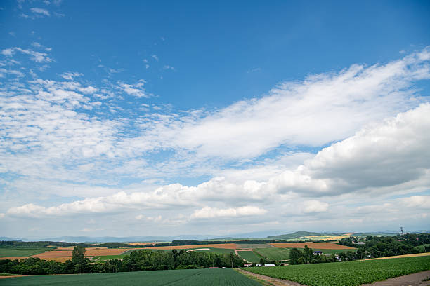 A scenic view of lush green wheat fields with a row of tall lonely trees standing against a vibrant blue sky in Biei, Hokkaido, Japan. The gentle summer breeze sways the crops under scattered clouds, creating a tranquil and picturesque rural landscape. Ideal for concepts of nature, agriculture, countryside, and seasonal beauty.