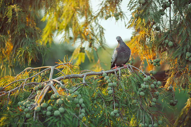 A pigeon rests quietly on a bald cypress branch surrounded by soft green foliage and evening sun rays perfect for wildlife, nature, and peaceful outdoor moments in natural settings.