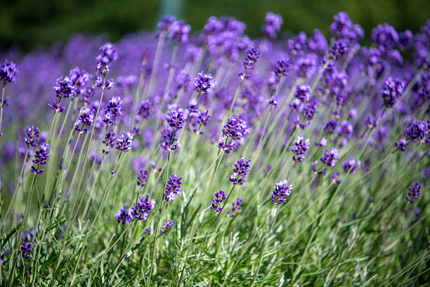 A vibrant lavender field in Hokkaido, Japan, with purple flowers swaying gently in the summer breeze, creating a refreshing and aromatic atmosphere.