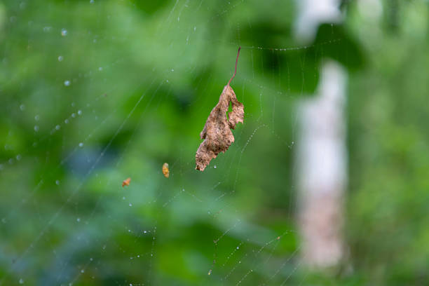 A spiderweb with dew drops and a small dry leaf in the center against a blurred green background. The thin threads of the web create a sense of delicacy. A mesmerizing microcosm of a summer forest with details.