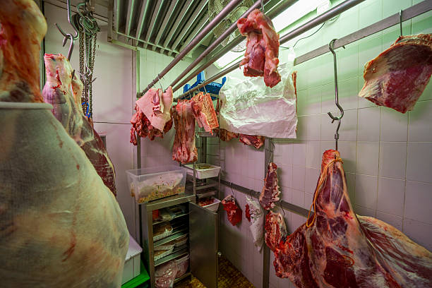Worker cuts a cow carcass with a knife in deboning hall. Big meat plant with slaughterhouse and processing line.