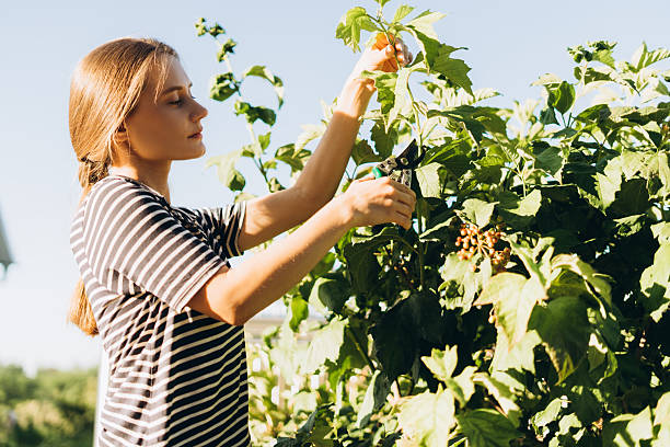 A Eurasian woman picks fresh raspberries from a bush in the backyard garden of her rural Oregon home.