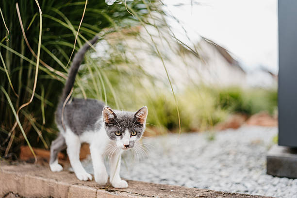 Close-up of a young gray and white kitten walking along a low garden edge, with green ornamental grass in the background. The kitten is looking directly at the camera, showing curiosity. Shot in natural daylight with a shallow depth of field.