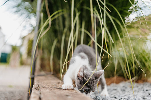 Gray and white kitten bending forward to sniff the ground near the edge of a garden path, surrounded by long green grass. Captured in natural daylight.