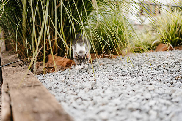A small gray and white kitten stepping out from tall ornamental grass onto a light gray gravel surface. The kitten is in mid-step, looking downward in a natural garden setting.