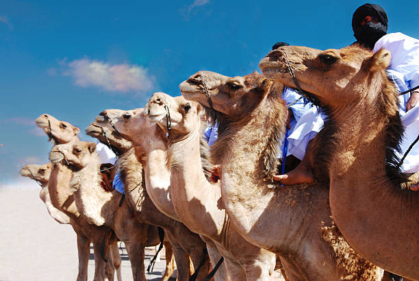 Splendid parade of Arabian Camel  from the  Sahara desert preparing for a race at the annual Moussem festival celebrated in the southern city of Tan Tan.\nThe Tan-Tan Moussem Cultural Festival is a vibrant celebration of Bedouin culture in Morocco and North Africa. This festival unites different aspects of Bedouin traditions with a diverse program of music, art, and cultural activities that seamlessly combine the past and present, showcasing the rich desert heritage.\nIt has been acknowledged by UNESCO as part of the Intangible Cultural Heritage of Humanity.