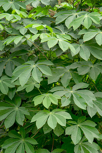 istock Top view of fresh green cassava leaves with distinctive palm-shaped pattern, arranged densely in a tropical garden under natural daylight. 2229351042
