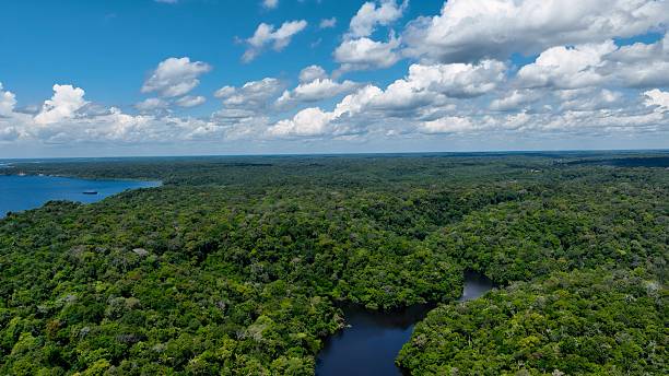 istock Stunning landscape of Amazon Forest at Amazonas State Brazil. 2229354639