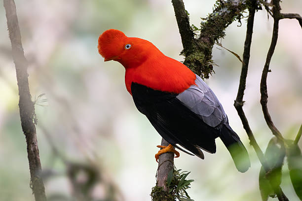 istock Cock of the rock 2229355855