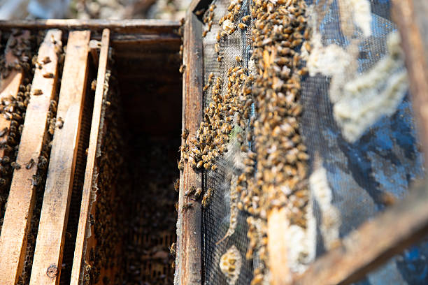 Beekeeper Inspecting a Honeycomb Frame Full of Honey Bees