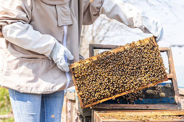 Beekeeper checking honey and bees in apiary, holding a hive frame