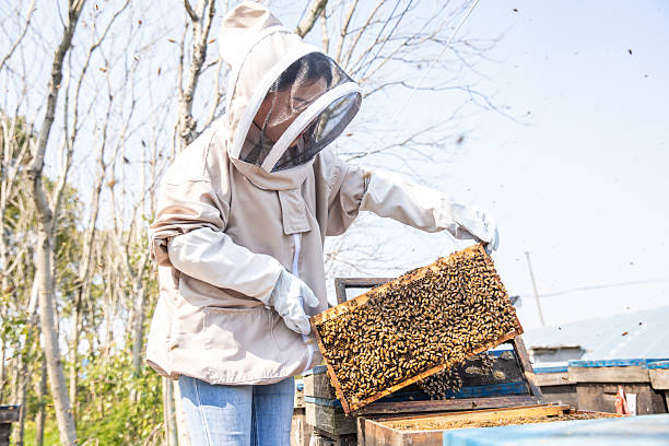 istock Beekeeper checking honey and bees in apiary, holding a hive frame 2229356432
