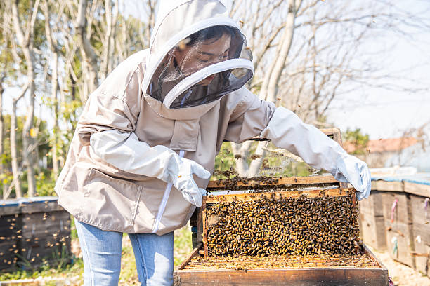 Beekeeper checking honey and bees in apiary, holding a hive frame