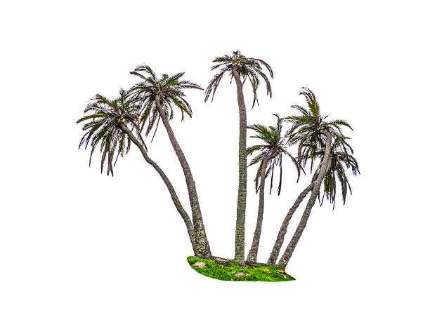 istock A bunch of palm tree isolated on white background. 2229356532
