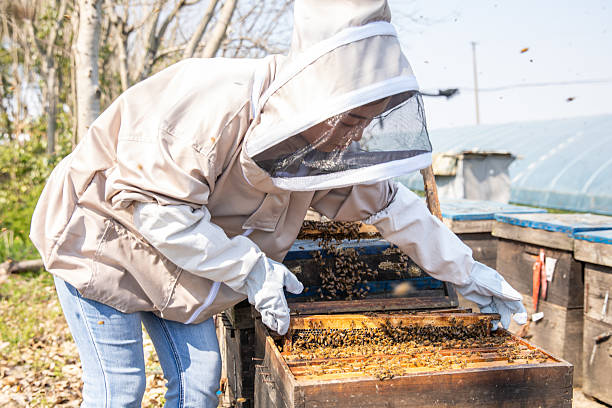istock Beekeeper checking honey and bees in apiary, holding a hive frame 2229356562