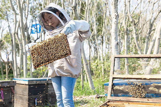 istock A person in a beekeeper's suit works at the apiary 2229356799