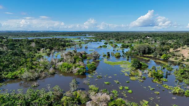 istock Stunning landscape of Amazon Forest at Amazonas State Brazil. 2229357850