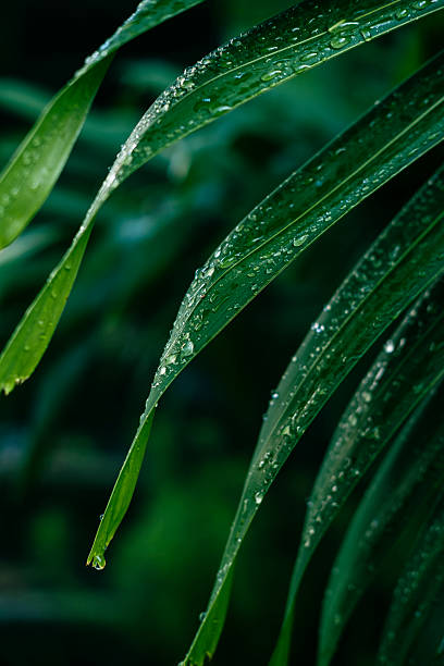 closeup of raindrops on bamboo leaves