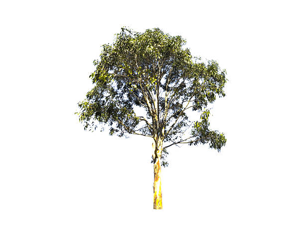 Beautiful shape of green tree isolated on white background, Australia's deciduous species follow a different rhythm. Most common in northern parts of the continent, they shed their leaves