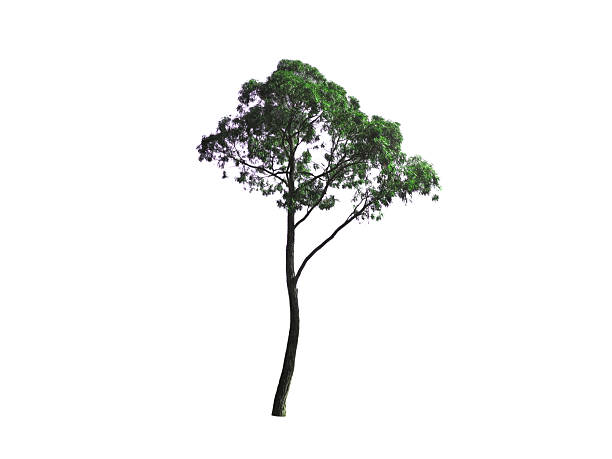 istock Beautiful shape of green tree isolated on white background 2229358280