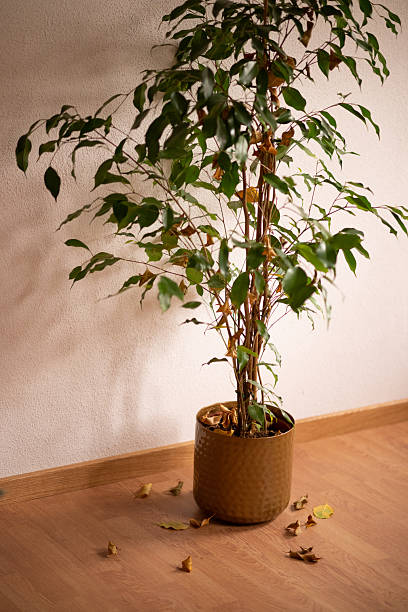 istock The leaves on the ficus tree are falling off 2229358809