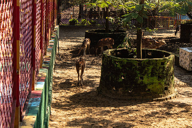 Spotted deer walking in line inside animal enclosure, wildlife photography, natural habitat, zoo animals, animal behavior, conservation, Chattogram Zoo Bangladesh.