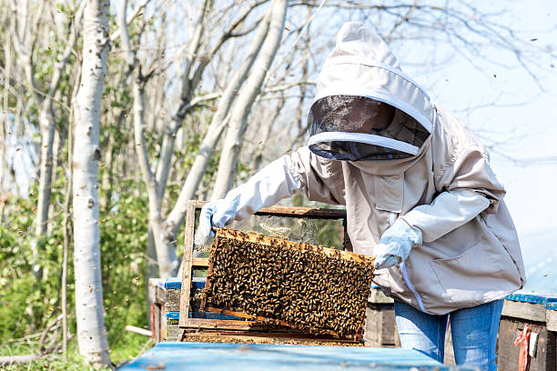 istock A person in a beekeeper's suit works at the apiary 2229359390
