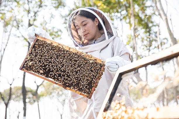 istock Beekeeper checking honey and bees in apiary, holding a hive frame 2229359653