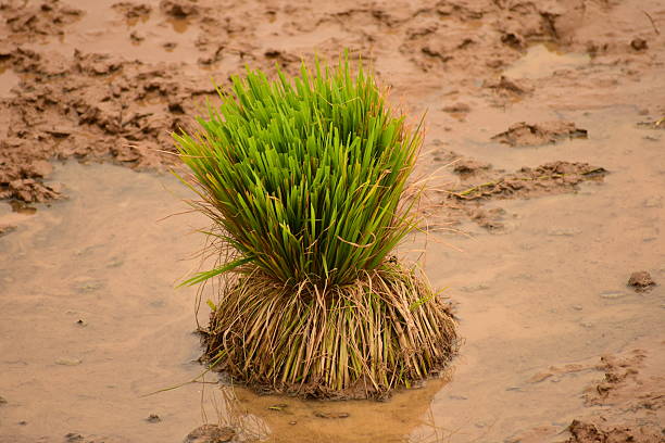 istock Beautiful view of the rice paddy fields in Assam 2229361430