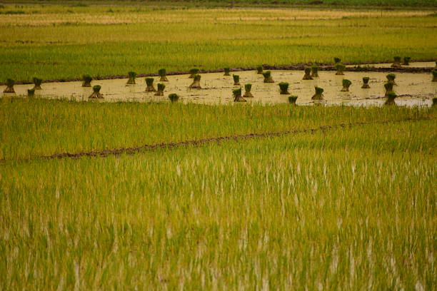 Daytime open sky view of the rice paddy fields in Assam, Northeast India