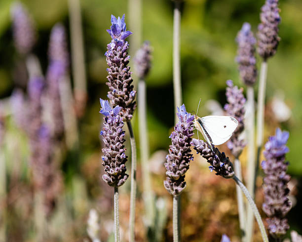 A Cabbage White Butterfly rests on lavender blooms in a sunlit garden, with a soft-focus background of green foliage and purple flowers.