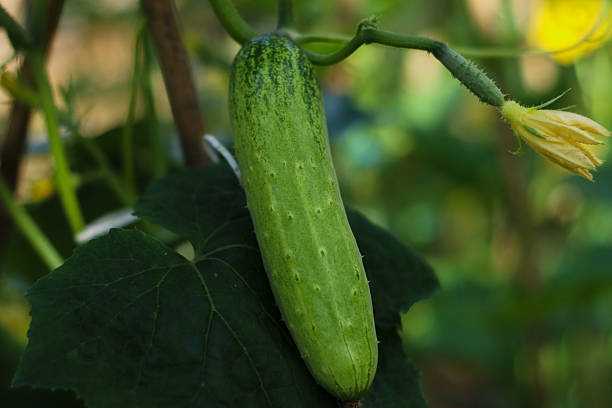 close up photo of green cucumber growing on vine plant with fresh leaves outdoors.