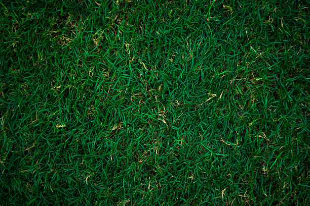 istock Lush Green Grass Texture: Vibrant Nature Background 2229364557