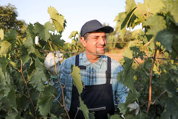 istock Older Man Working in Vineyard with Protective Gear and Checkered Shirt 2229364677