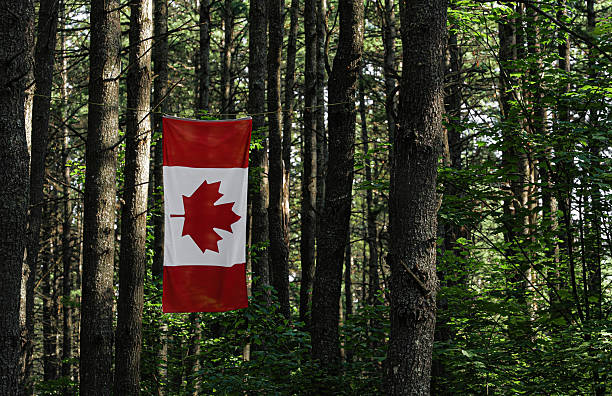 Canadian Flag Hanging in Forest