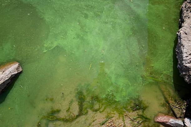 istock Algal bloom covering water surface 2229369423