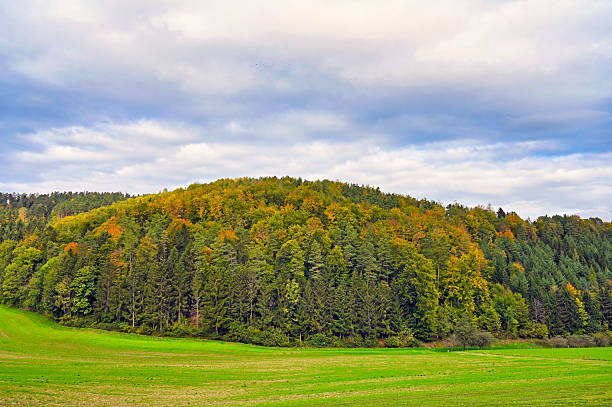 Autumn landscape in Lower austria with forest, Austria