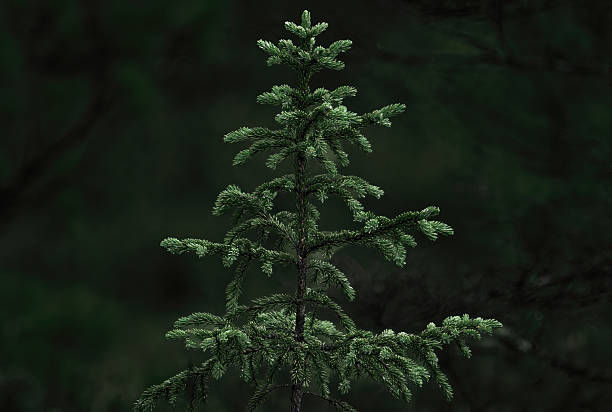 Dense pine and spruce trees with lush green undergrowth, evoking the calm and freshness of summer in a natural forest environment.